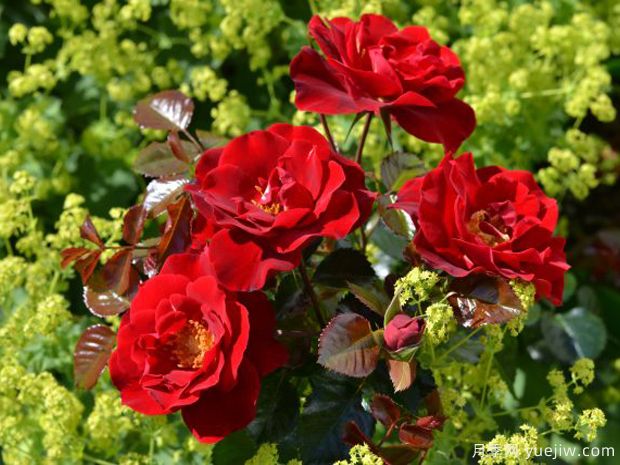 地平线月季(诺克)(图1) 地平线月季(诺克)(图1)