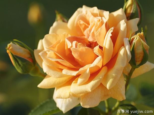 地平线月季(丹陶)(图3)