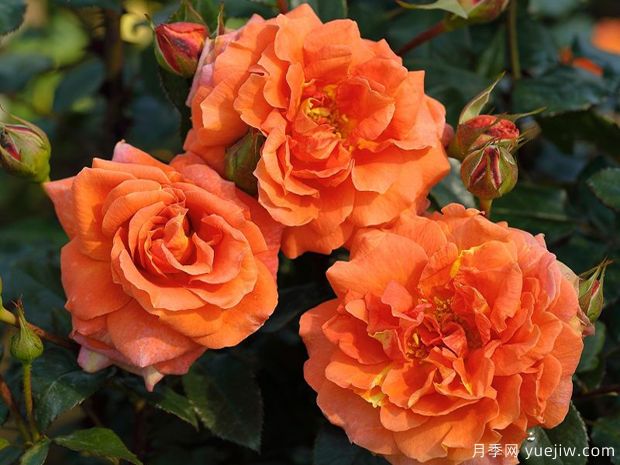 纳兰加月季/橘子树月季(图1) 纳兰加月季/橘子树月季(图1)