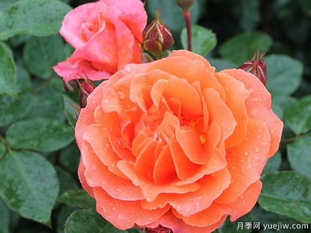 纳兰加月季/橘子树月季(图3) 纳兰加月季/橘子树月季(图3)