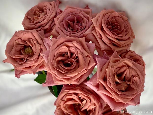 咖啡师月季(图2) 咖啡师月季(图3)