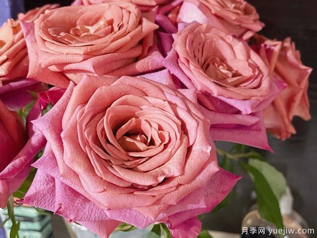 咖啡师月季(图1) 咖啡师月季(图1)