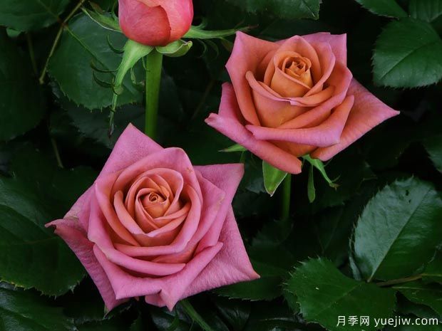 咖啡师月季(切花)(图2) 咖啡师月季(图2)