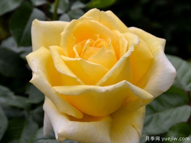 依普多月季/艾匹多/金穗(图1) 依普多月季/艾匹多/金穗(图1)