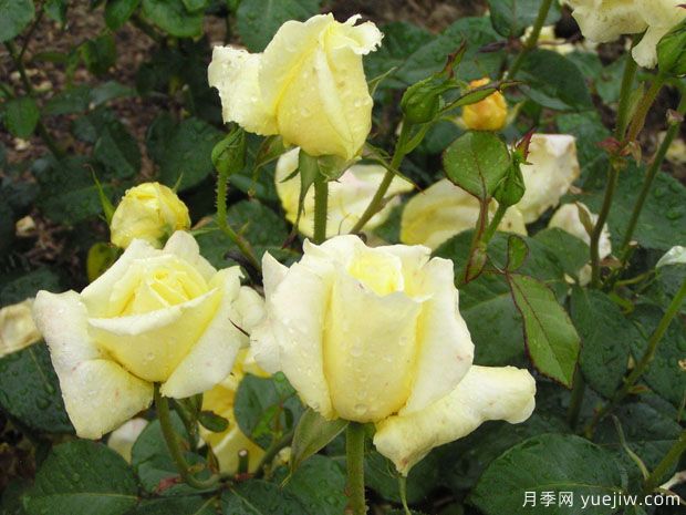 依普多月季/艾匹多/金穗(图2) 依普多月季/艾匹多/金穗(图2)