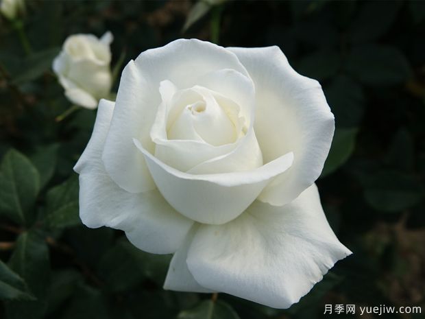 肯尼迪月季(图1) 肯尼迪月季(图1)