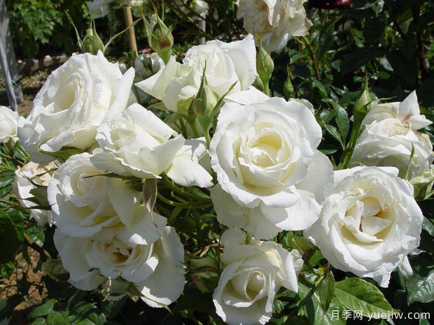 肯尼迪月季(图2) 肯尼迪月季(图2)