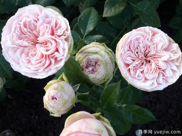 简的骄傲月季(图2) 简的骄傲月季(图2)