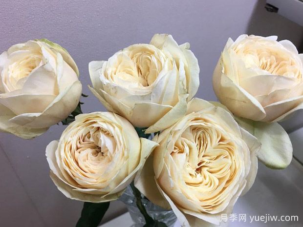 白玉月季(图1) 白玉月季(图1)