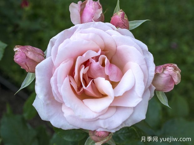 珍珠之母月季(图1)