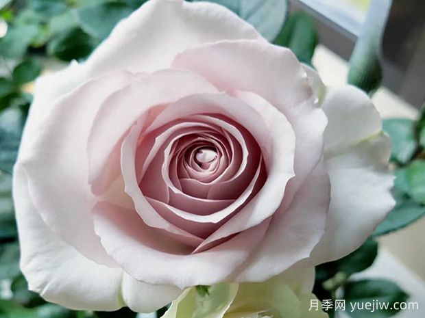 科塞特月季/珂赛特月季(图2) 科塞特月季/珂赛特月季(图2)