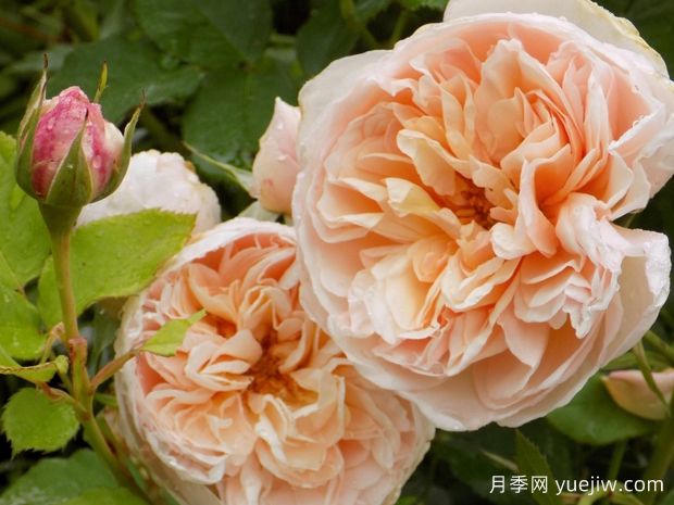 百丽浪漫月季/浪漫丽人月季(图2) 百丽浪漫月季/浪漫丽人月季(图1)