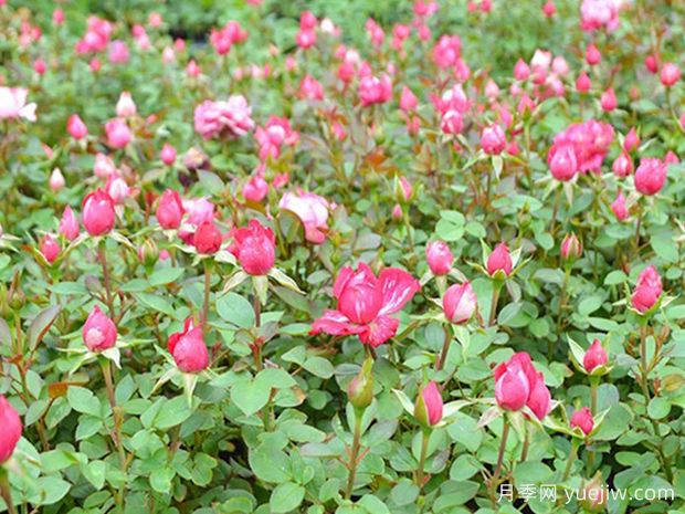 蜜糖月季(图2) 蜜糖月季(图2)