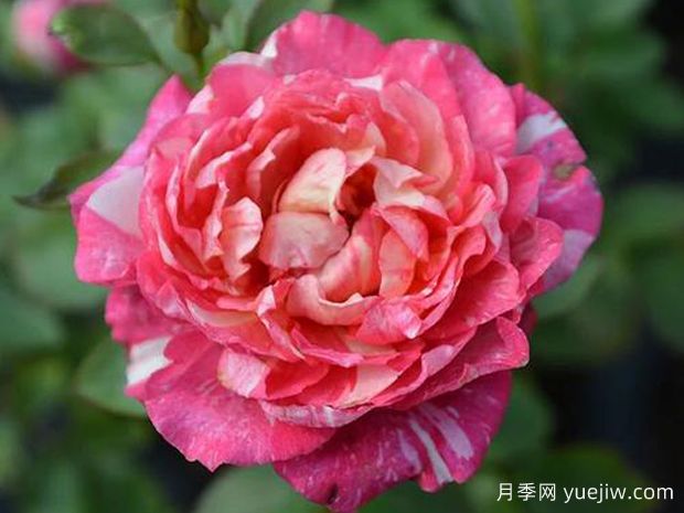 蜜糖月季(图1) 蜜糖月季(图1)