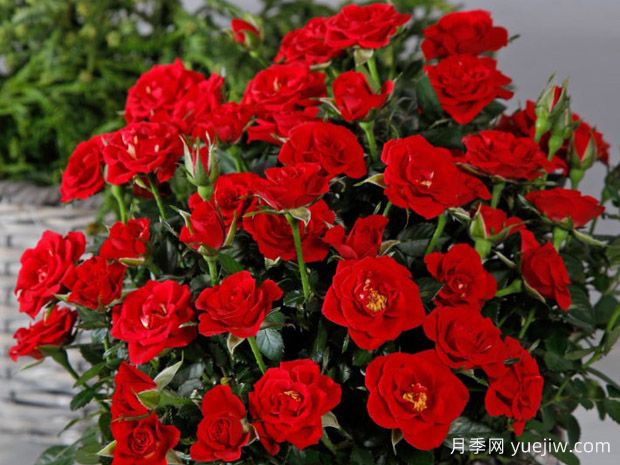 曼迪柯德娜月季/曼迪科德娜(图1)