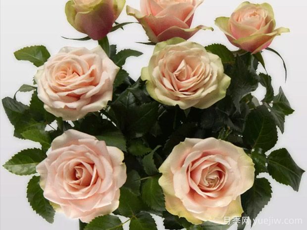 木兰柯德娜月季/木兰科德娜(图1)