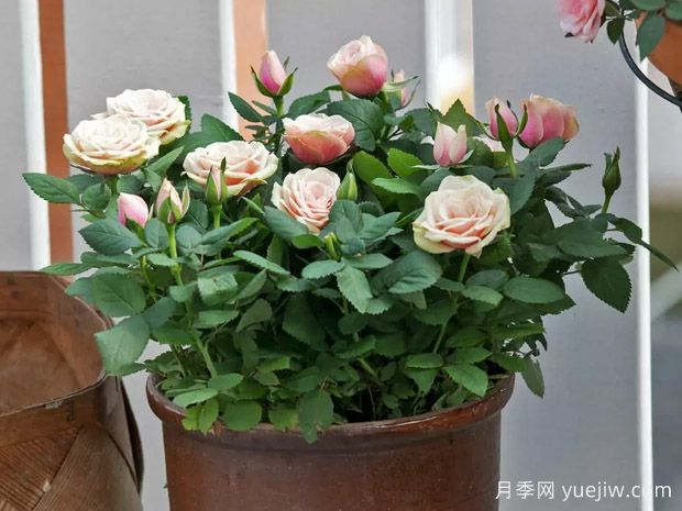 木兰柯德娜月季/木兰科德娜(图2)