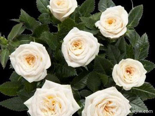 美狄亚柯德娜月季/美狄亚科德娜(图1)