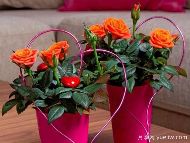 房车柯德娜月季(图1) 房车柯德娜月季/房车科德娜(图1)