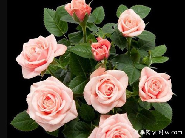 朱丽叶柯德娜月季/朱丽叶科德娜(图1)