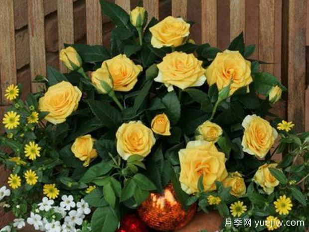 索莱罗柯德娜月季/索莱罗科德娜(图1)