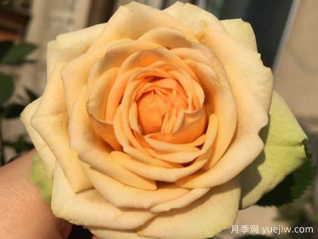 50个科德娜月季系列品种，大花微型月季   (图2)