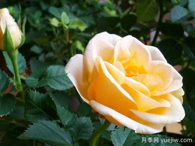 柑橘柯德娜月季/柑橘科德娜(图2)