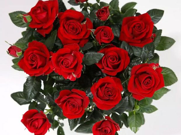 勇敢柯德娜月季/勇士科德娜(图2)