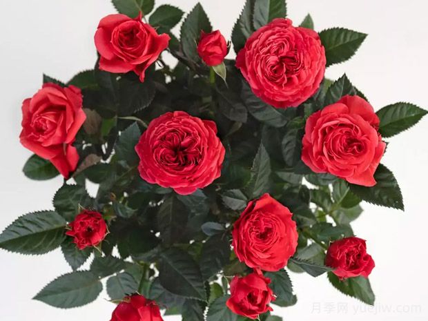 您好柯德娜月季(图1) 您好柯德娜月季(图1)