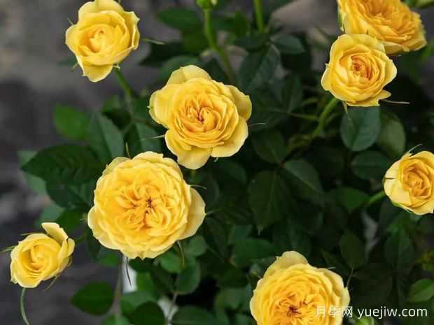 林波舞柯德娜月季(图2) 林波舞柯德娜月季(图2)