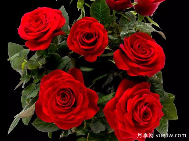 红衣主教柯德娜月季(图1) 红衣主教柯德娜月季(图1)