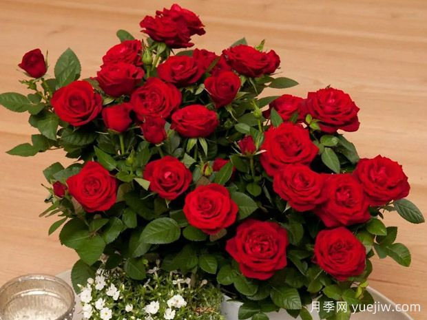 红衣主教柯德娜月季(图2) 红衣主教柯德娜月季(图2)