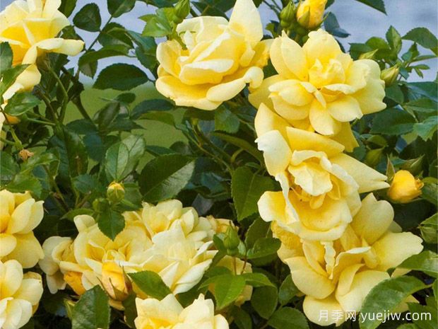 金色地毯月季(图1) 金色地毯月季(图1)
