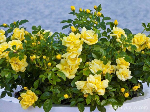 金色地毯月季(图2) 金色地毯月季(图2)