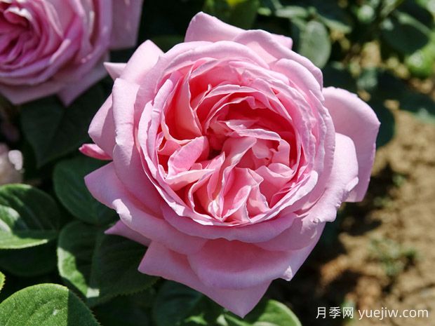 天赐恩宠月季/奇异恩典/自由香氛Amazing Grace(图1)