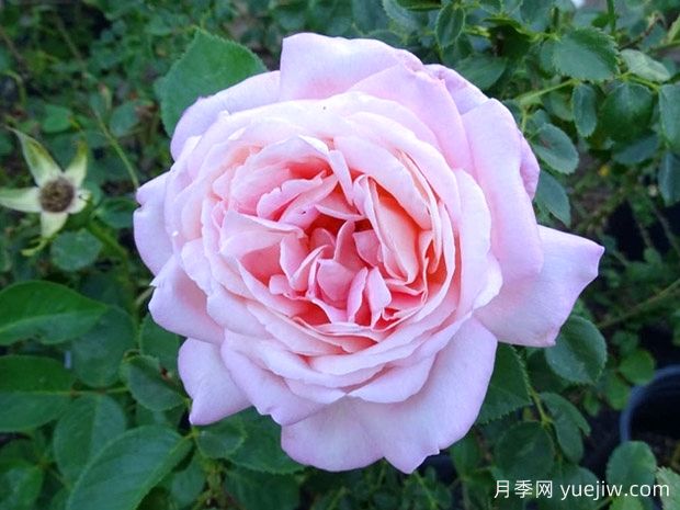 天赐恩宠月季/奇异恩典/自由香氛Amazing Grace(图2)