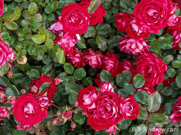 美丽的格拉斯月季/格拉斯街景(图3)