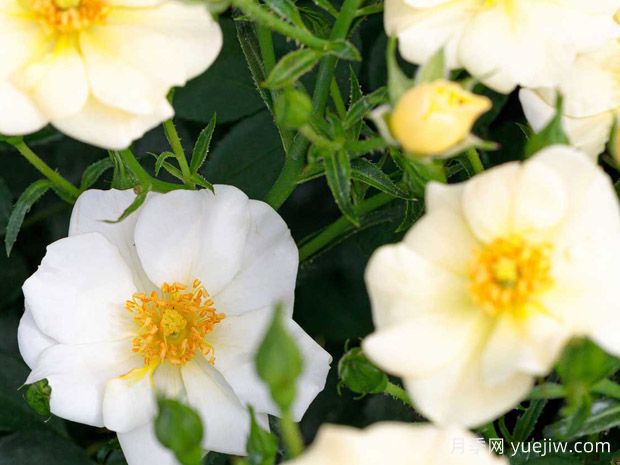 漂亮奶油月季(图1) 漂亮奶油月季(图1)