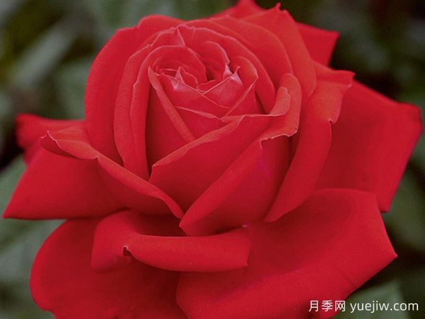 玛丽莲梦露月季(玫昂)(图1) 玛丽莲梦露月季(玫昂)(图1)