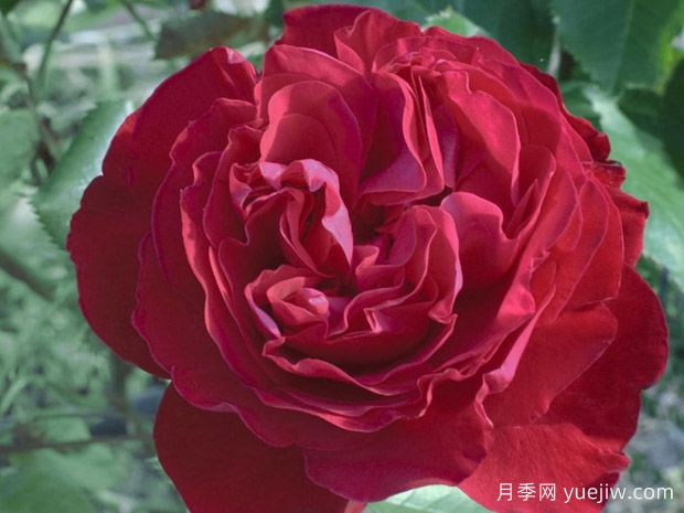 玛丽莲梦露月季(玫昂)(图2) 玛丽莲梦露月季(玫昂)(图2)