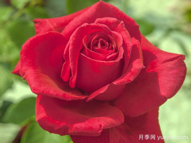 雅克普莱维尔月季(图1) 雅克普莱维尔月季(图1)