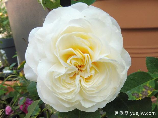 浪漫女郎月季/浪漫淑女月季(图2) 浪漫女郎月季/浪漫淑女月季(图2)