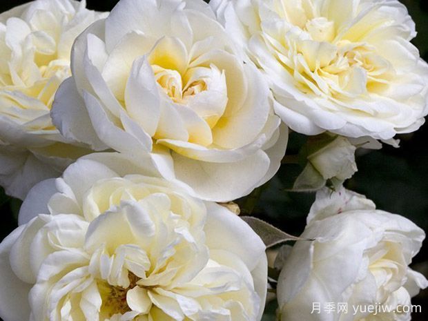 浪漫女郎月季/浪漫淑女月季(图1) 浪漫女郎月季/浪漫淑女月季(图1)