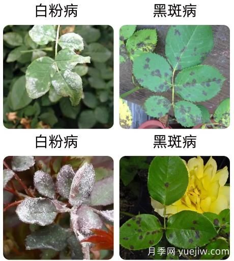 轻松识别月季病虫害,还有治疗技巧(图1) 轻松识别月季病虫害,还有治疗技巧(图1)
