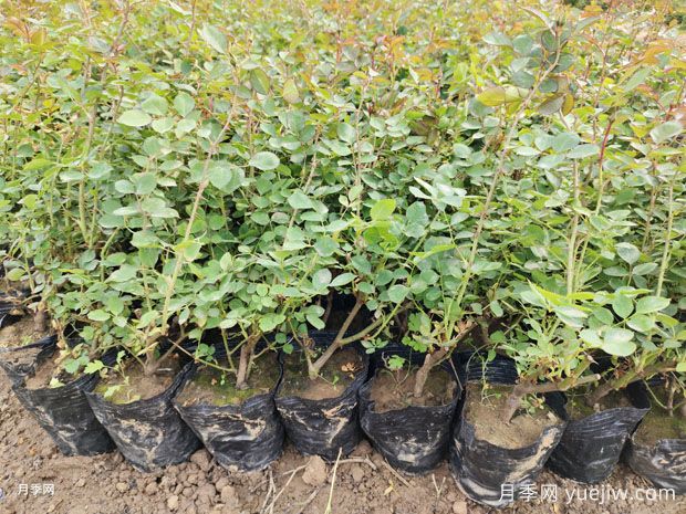 月季出现黄叶的原因和解决措施(图1)