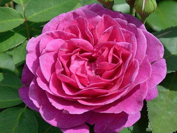 老港月季/旧港口月季(图1) 老港月季/旧港口月季(图1)