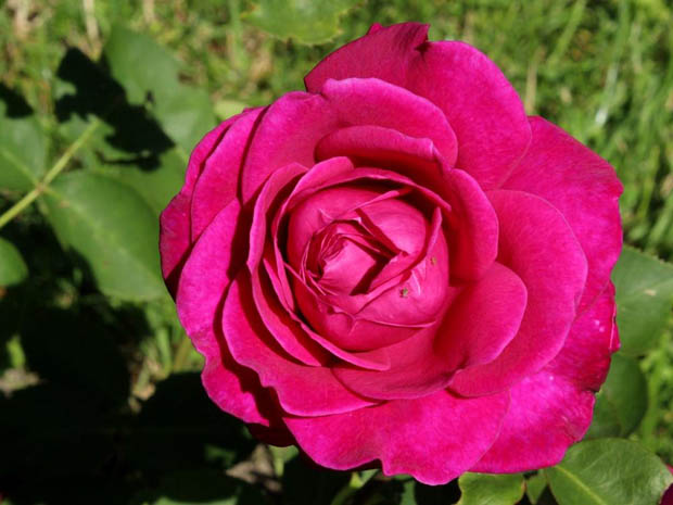 老港月季/旧港口月季(图2) 老港月季/旧港口月季(图2)