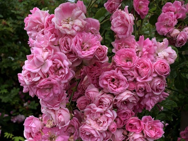 超级童话月季/超级仙女(图1)