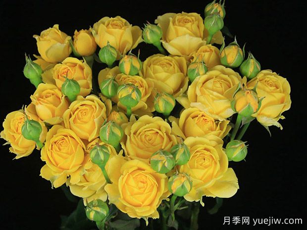 黄色泡泡月季(图1) 黄色泡泡月季(图1)