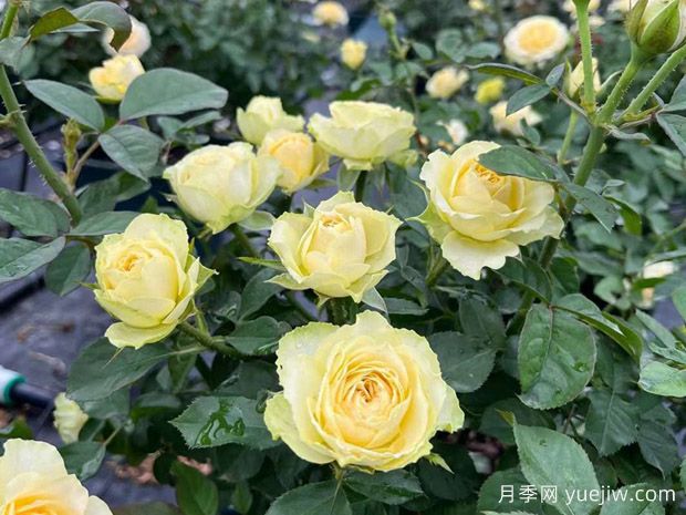 牛油果泡泡月季(图2) 牛油果泡泡月季(图2)